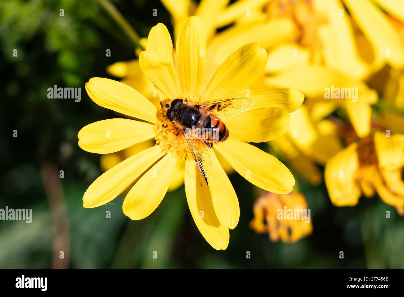 Schwebende Fliegen Stockfotos Und Bilder Kaufen Alamy