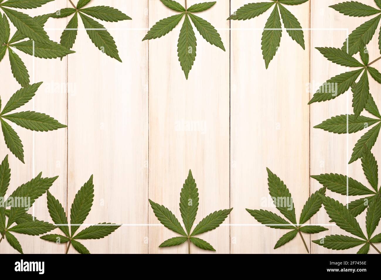 Grüne frische Cannabis Sativa Blätter (Marihuana) umrahmt eine rustikale weiße Holz Hintergrund mit Kopierbereich Stockfoto