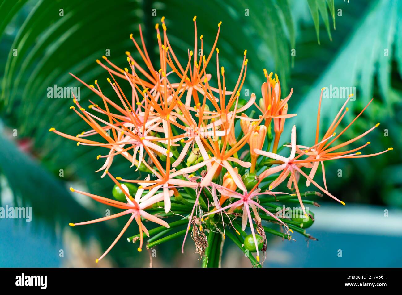 Scadoxus multiflorus, die Dezemberblume, ist eine Knollenpflanze, die aus Afrika, Senegal, stammt und sich dann nach Somalia und ins südliche Afrika ausbreitete. Stockfoto