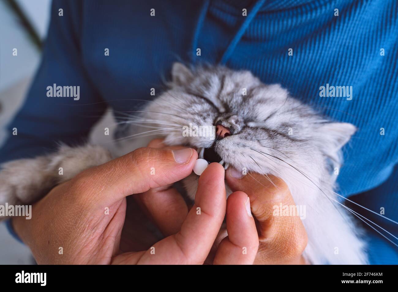 Besitzer gibt einer kranken Katze eine Pille. Medikamente für Haustiere. Medikamente und synthetische Vitamine für Tiere. Anthelmintikum für Haustiere Stockfoto