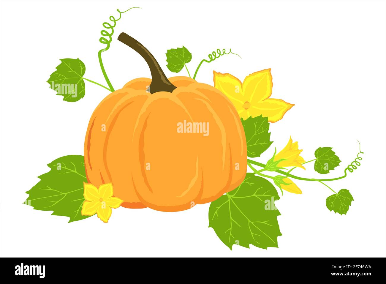 Handgezeichneter reifer Kürbis und Blüten isoliert auf weißem Hintergrund. Vektor Kürbis Illustration für Herbst Banner, Danksagnen, Rezepte, Menüs Stock Vektor