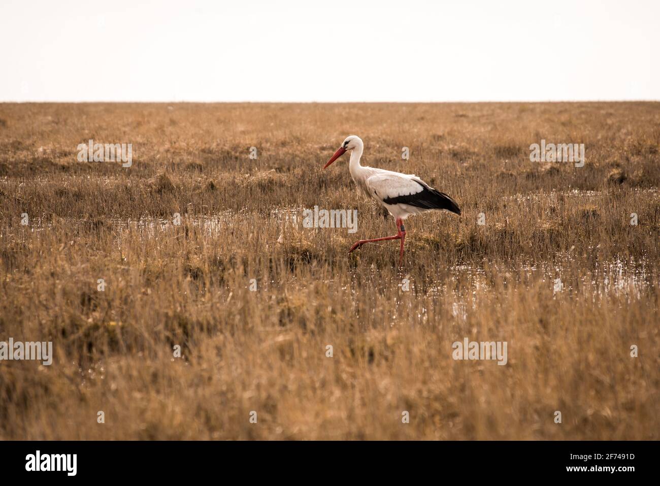 Ein Storch, der Frösche und Kröten in den Salzwiesen von St. Peter Ording Stockfoto