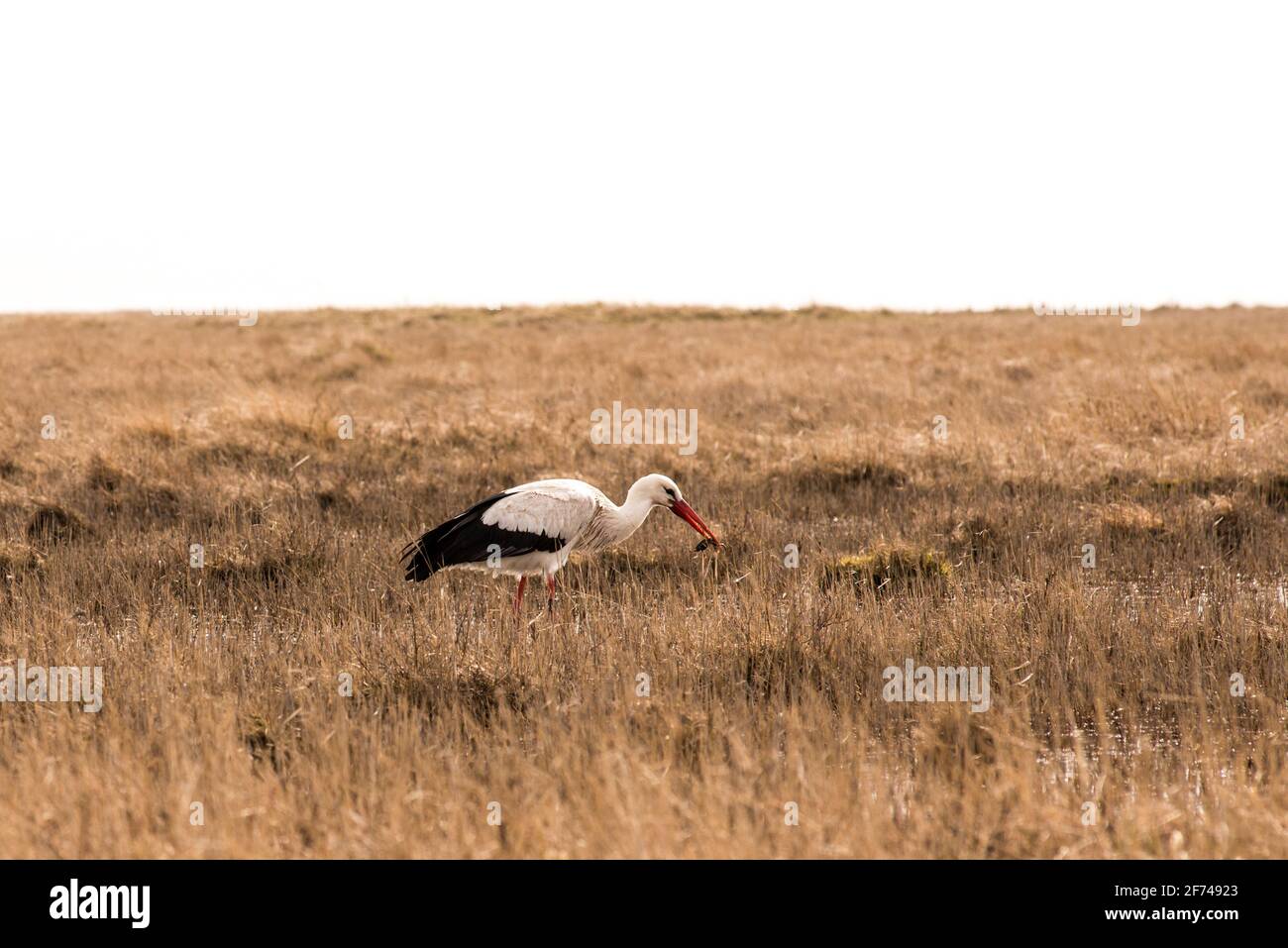 Ein Storch, der Frösche und Kröten in den Salzwiesen von St. Peter Ording Stockfoto