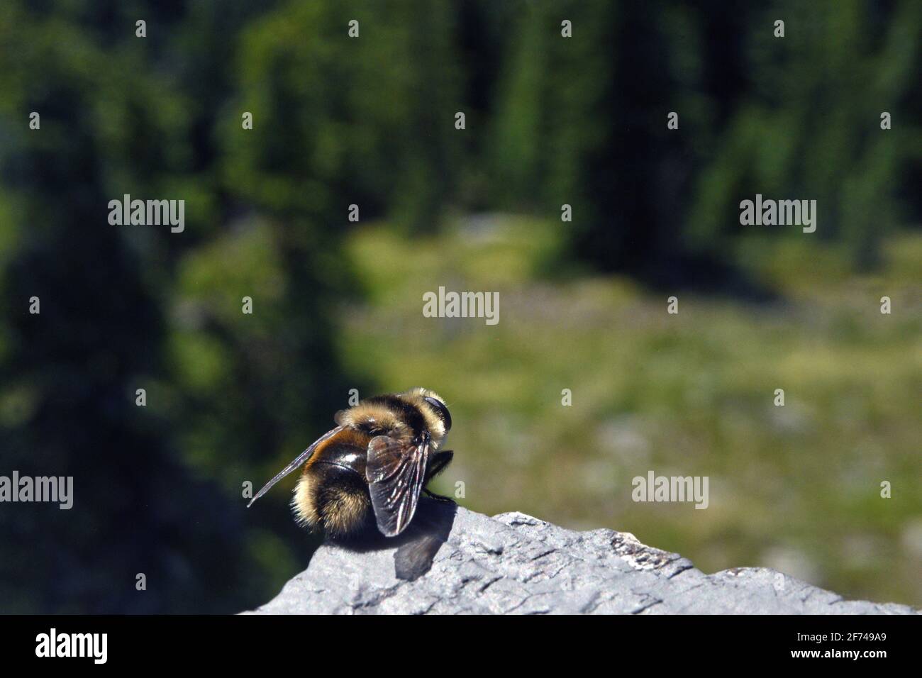 Schwebeflug auf dem Mount Baldy-Buckhorn Ridge Aussichtsturm. Kootenai National Forest, Northwest Montana. (Foto von Randy Beacham) Stockfoto