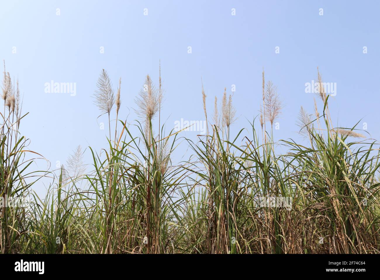 Zuckerrohr fest für die Ernte Stockfoto