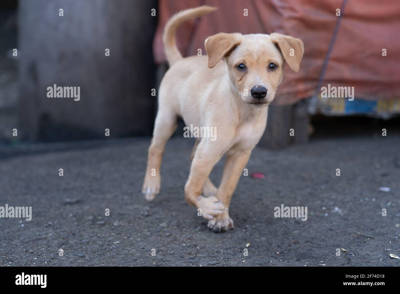 Ein Welpe in einer armen Gegend von Cebu City, Philippinen, mit einem schwer verletzten Vorderbein, der sich aber frei bewegen kann, ohne scheinbar Schmerzen zu haben. Stockfoto