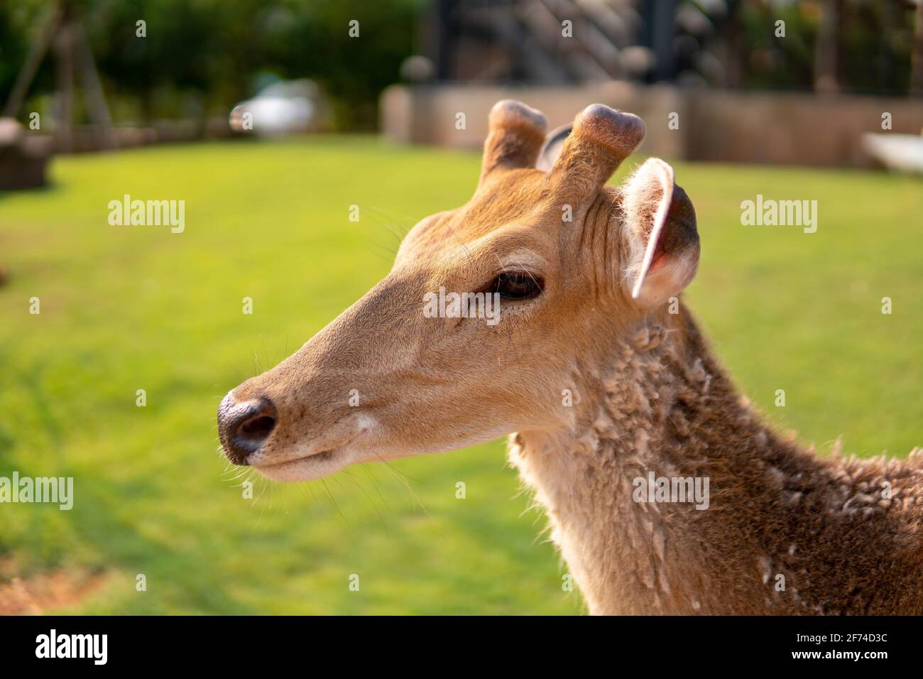 Ein Hirsch mit einer Nahaufnahme des Gesichts Stockfoto