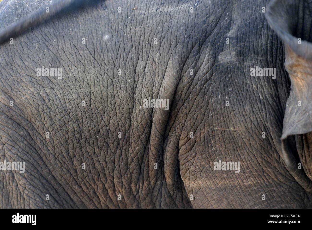 Nahaufnahme der Elefantenhaut als Tier Hintergrund Stockfoto