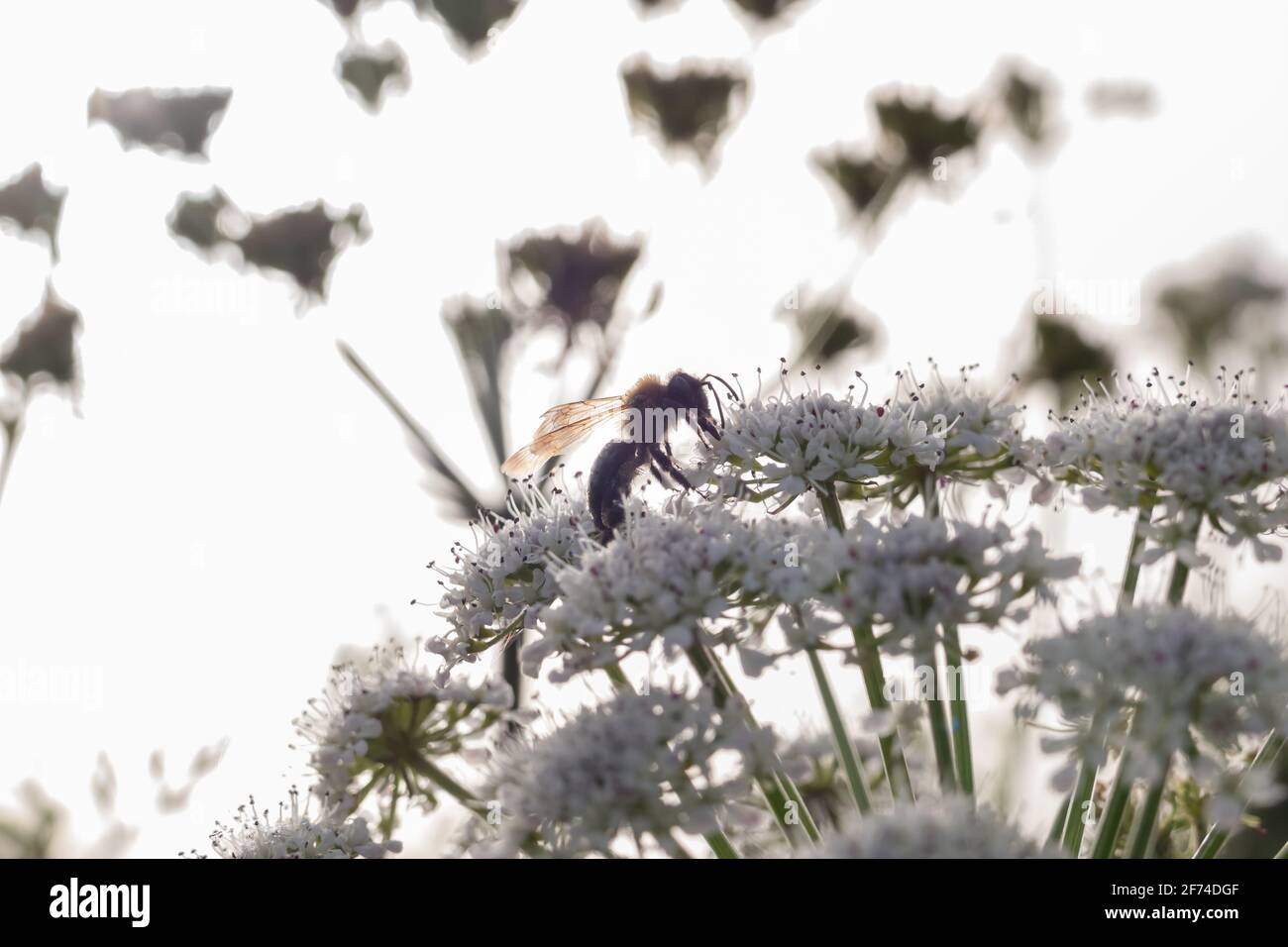 Silhouette einer Biene auf weißen Blüten Stockfoto