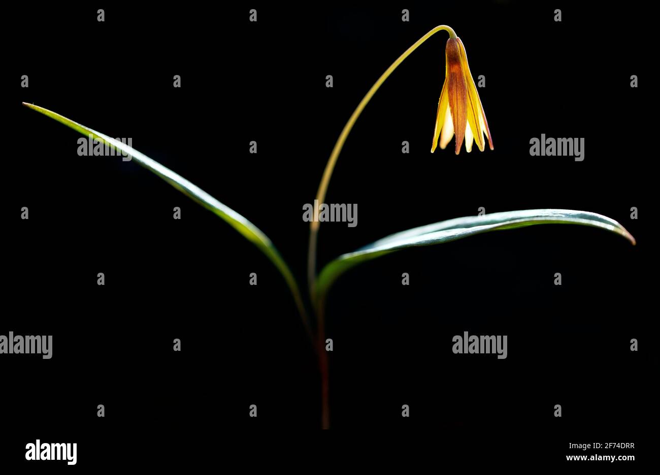 Lone Forellenlilie (Dimpling Forellenlilie) (Erythronium umbilicatum) vor schwarzem Hintergrund - Holmes Educational State Forest, Hendersonville, North Carol Stockfoto