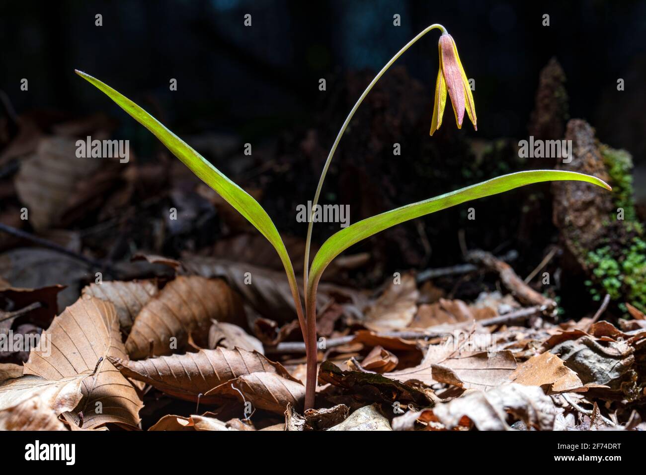 Lone Forellenlilie (Dimpling Forellenlilie) (Erythronium umbilicatum) - Holmes Educational State Forest, Hendersonville, North Carolina, USA Stockfoto