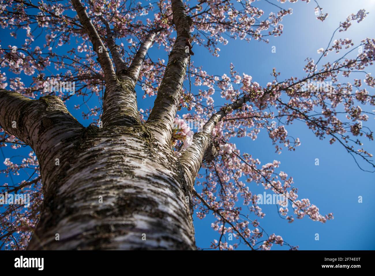 Prunus x schmittii (Schmitt's Cherry), Kirschbaum in Blüte, Fazit, blauer Himmel und sonnig, Blick auf Äste und Blüte. Birmingham, Großbritannien Stockfoto