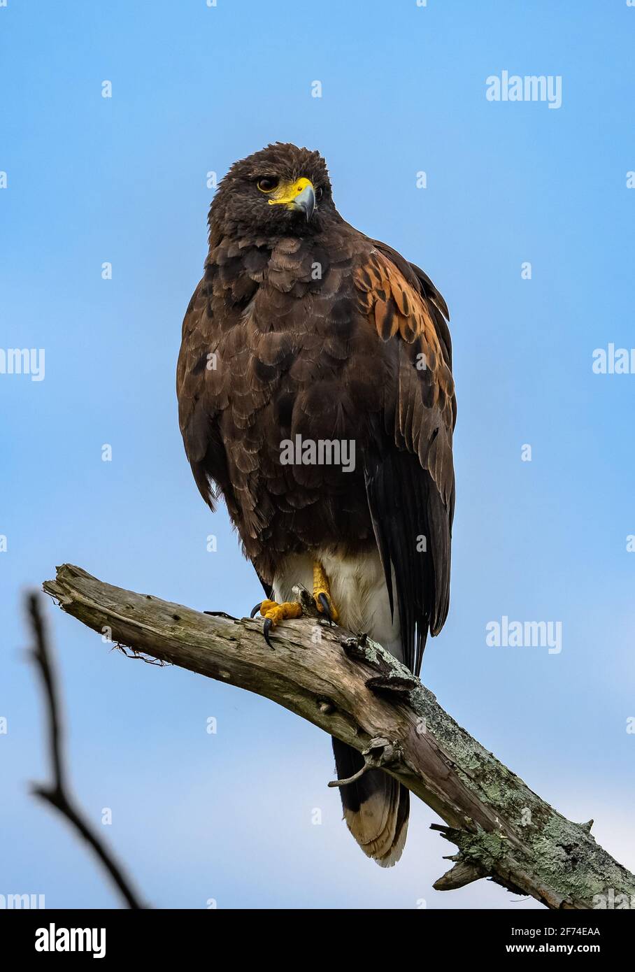 Ein wilder Harris's Hawk (Parabuteo unicinctus), der auf einem Ast thront. Sheldon Lake State Park, Houston, Texas, USA. Stockfoto