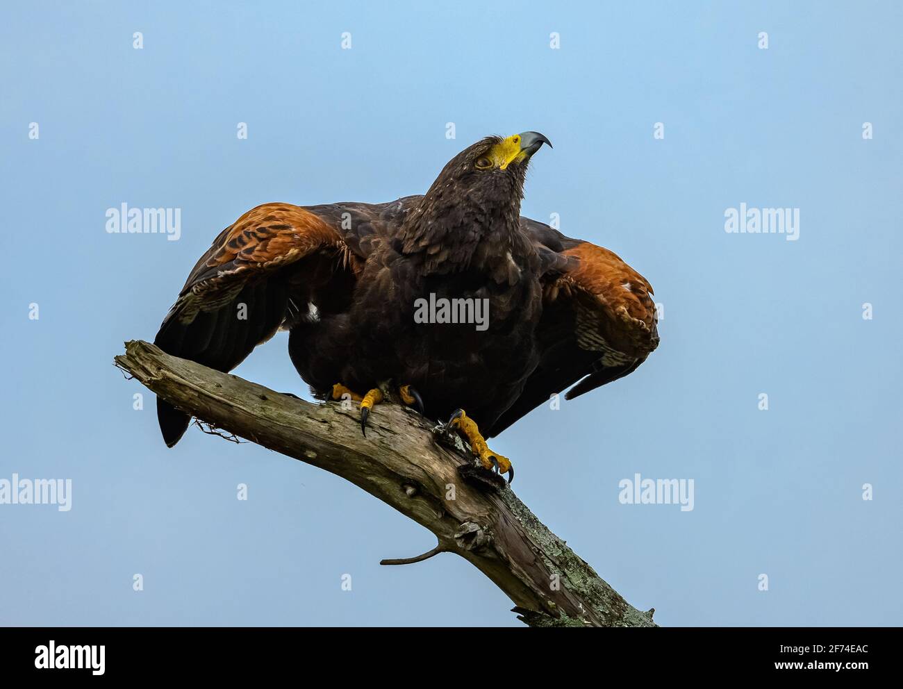 Ein wilder Harris's Hawk (Parabuteo unicinctus), der bereit ist, von einem Zweig abzuheben. Sheldon Lake State Park, Houston, Texas, USA. Stockfoto