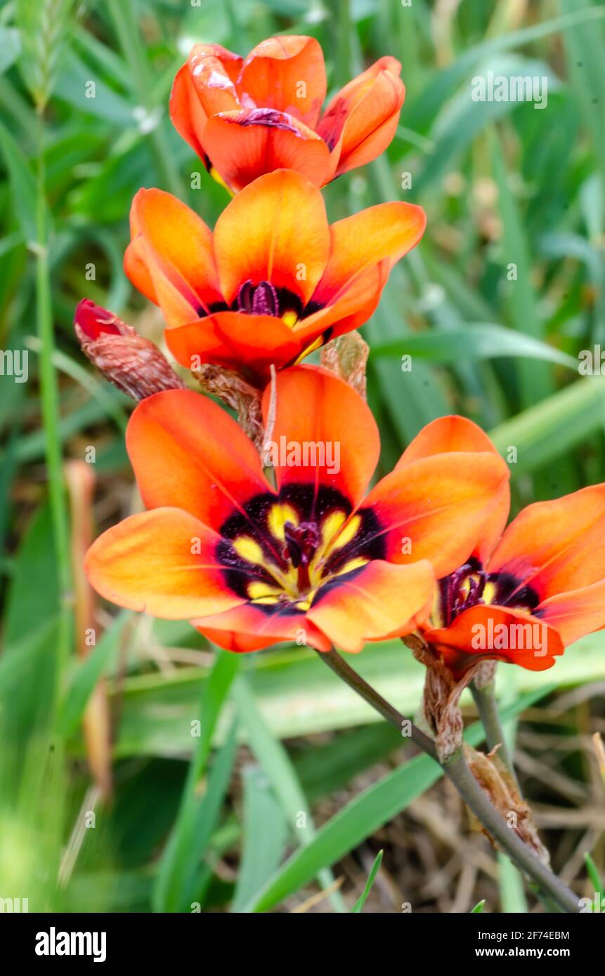 Harlekin Blumen, Sparaxis tricolor Stockfoto