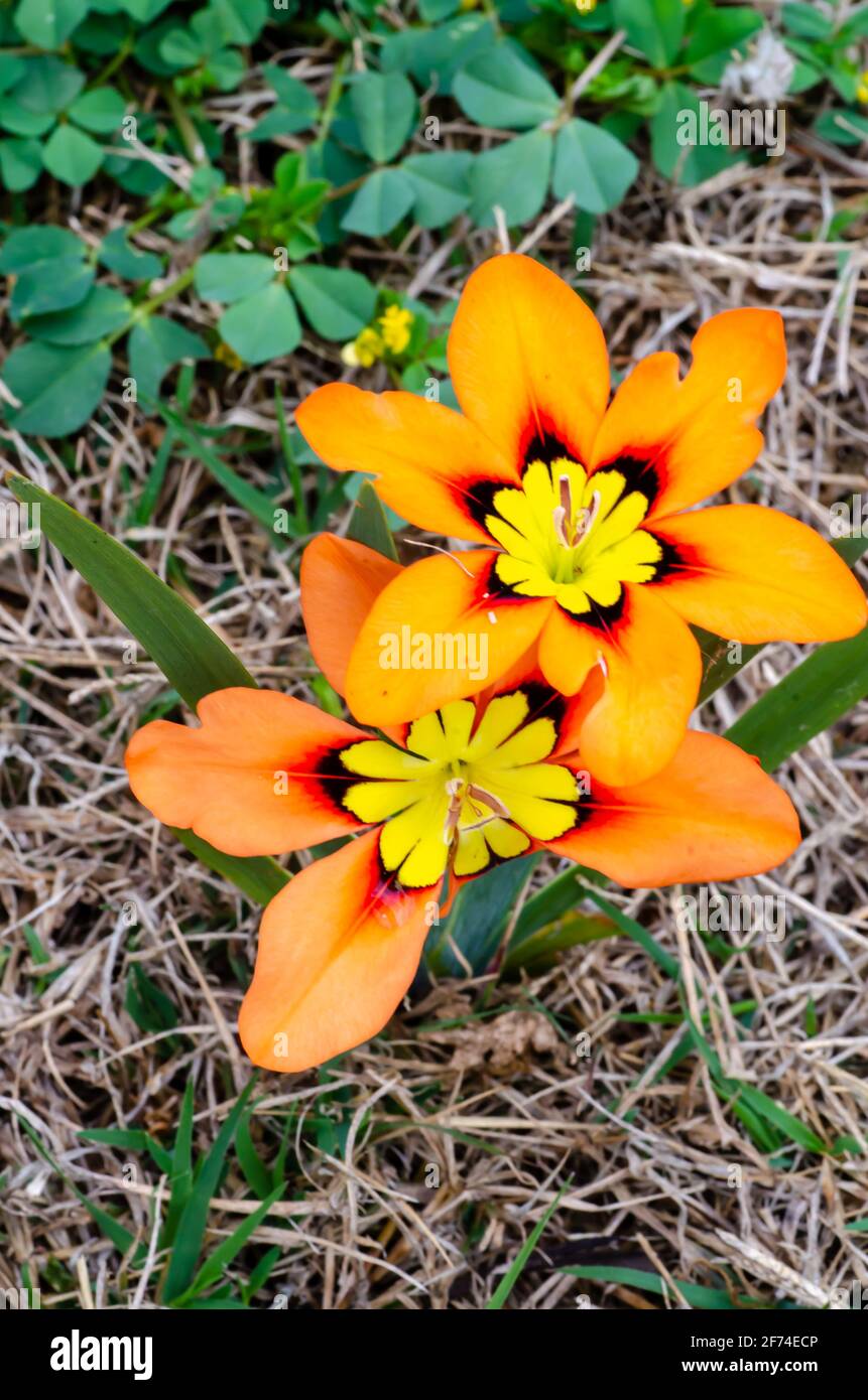 Harlekin Flowers Sparaxis tricolor Stockfoto