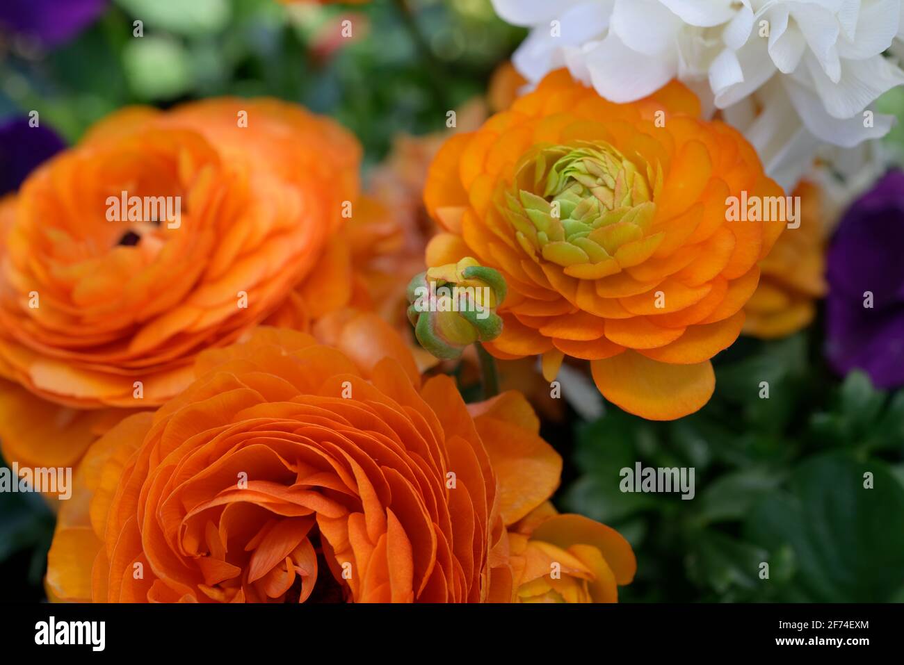 Leuchtendes orangefarbenes Ranunculus in Blüte in einer Blütenpracht Stockfoto