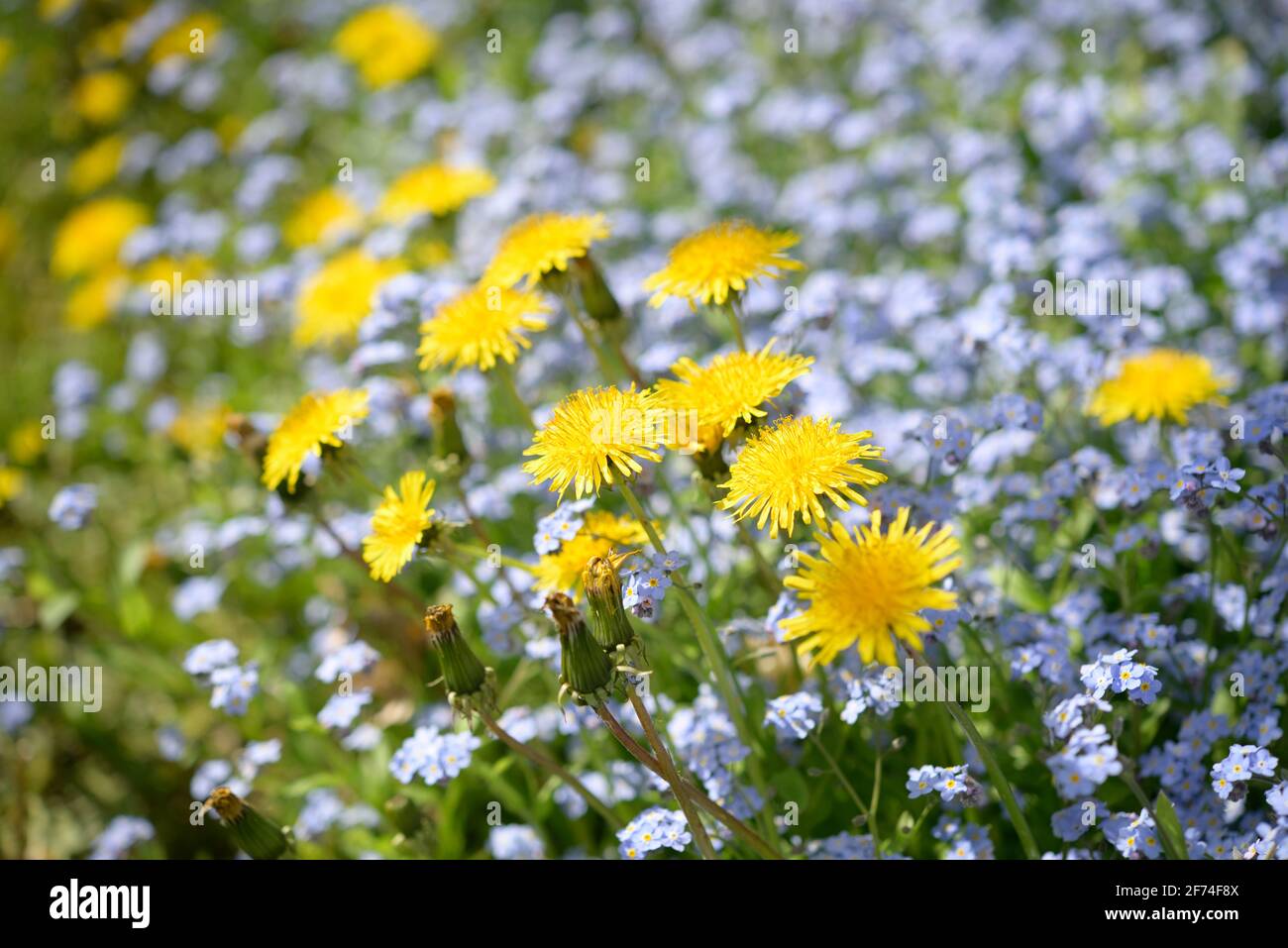Gelbe Elandelionen sprießen aus einem Bett, blau blühende Vergissmeinnicht Stockfoto