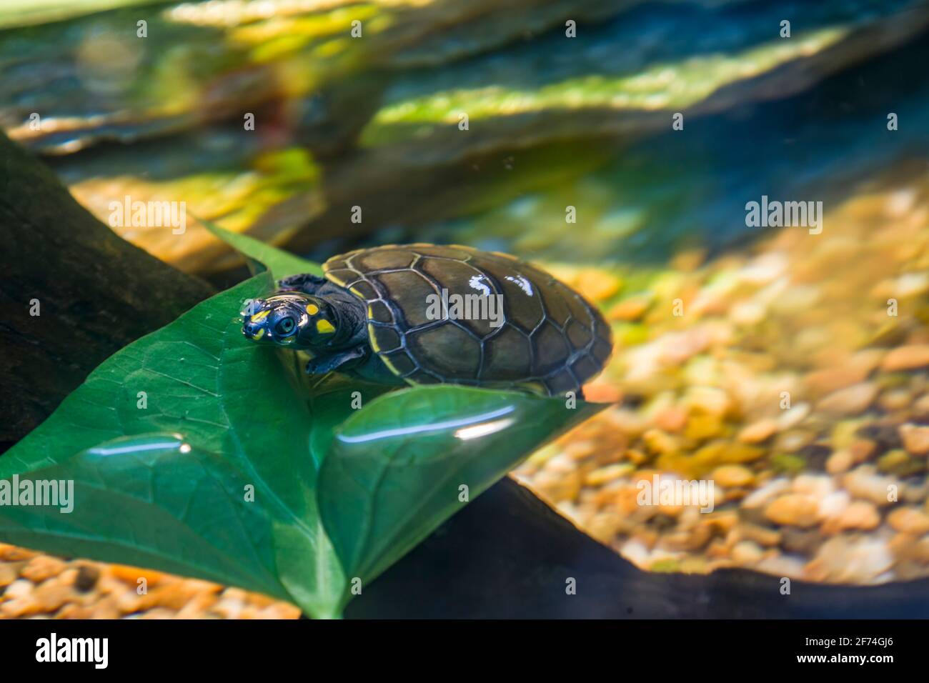 Eine Baby-Gelbfleckige Amazonas-Flussschildkröte (Podocnemis unifilis). Eine der größten südamerikanischen Flussschildkröten. Gelbe Flecken an der Seite. Stockfoto