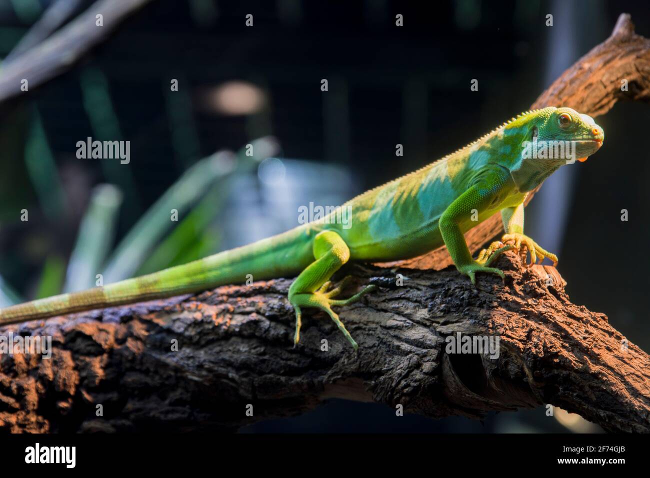 Nahaufnahme der Fidschi-Bandereidechse (Brachylophus fasciatus), eine Arborealart der Eidechse, die auf einigen der südöstlichen Fidschi-Inseln endemisch ist. Stockfoto