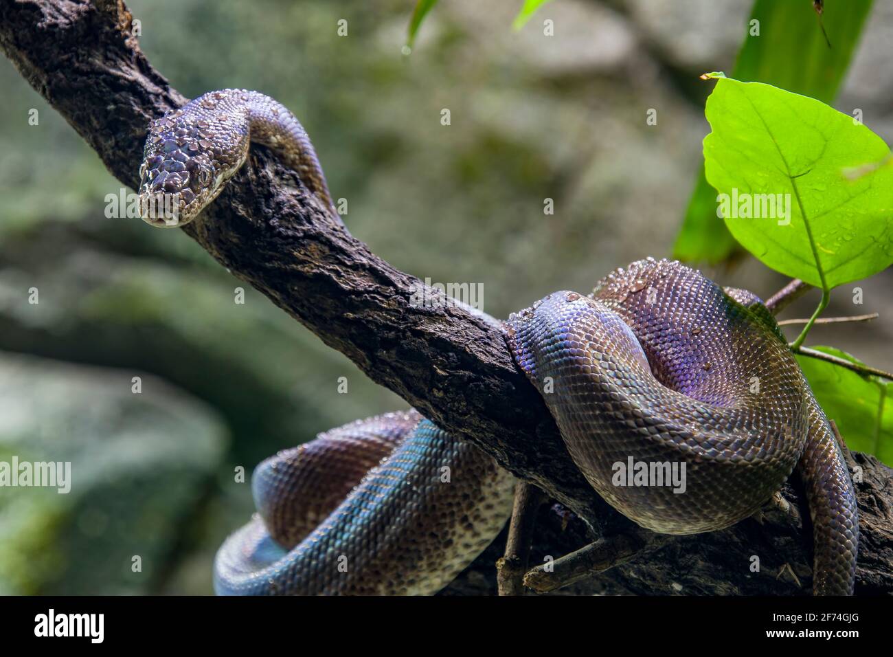 Macklot-Python (Liasis mackloti) ist eine Art von Python, einer nicht giftigen Schlange aus der Familie Pythonidae. Stockfoto