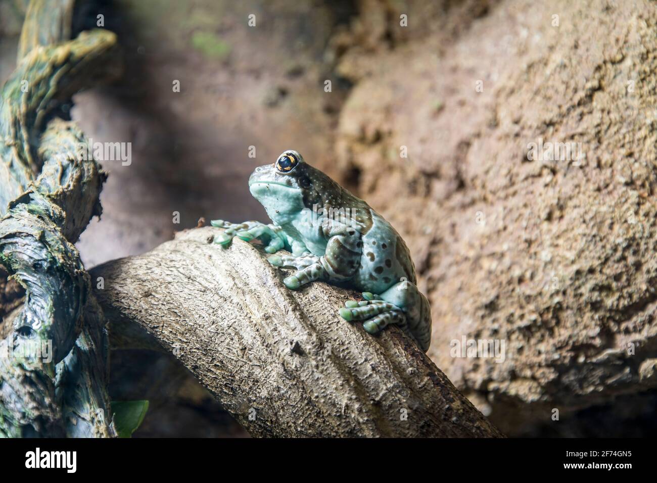 Amazon Milch Frosch (Trachycephalus resinifictrix) ist eine große Art der arboreal Frosch native zum Amazonas Regenwald in Südamerika. Stockfoto