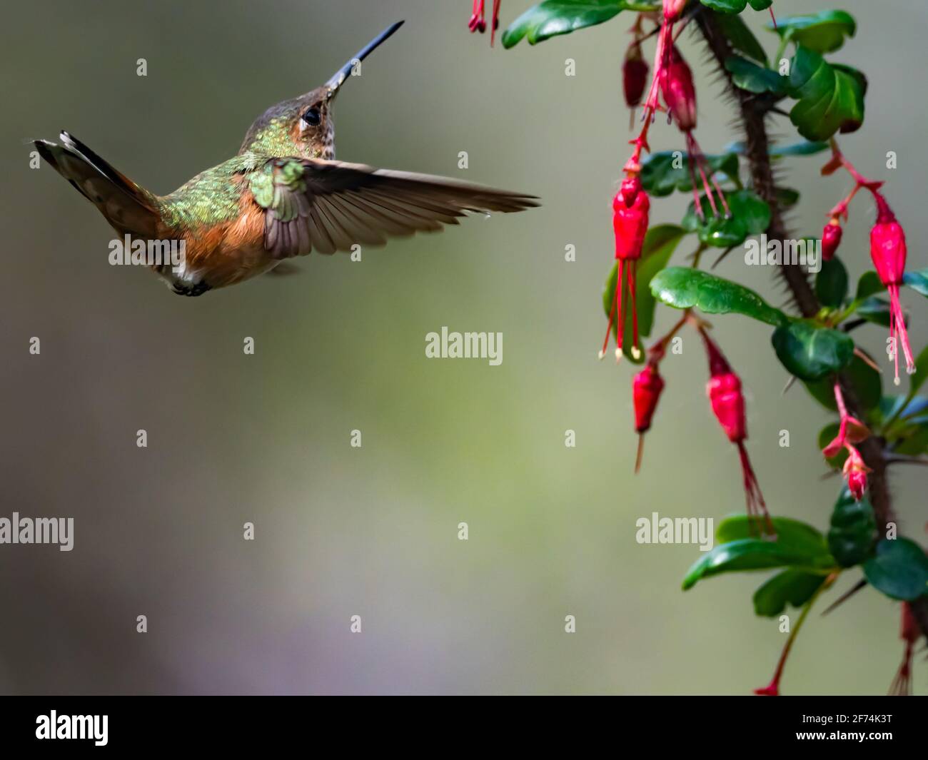 Allen's Kolibri, Selasphorus sasin, in San Diego, Kalifornien, USA Stockfoto