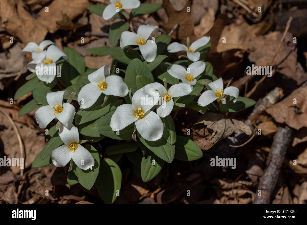 Nahaufnahme einer Gruppe von weißen, blühenden Schnee trillium (trillium nivale) Wildblumen, die im Frühjahr an einem Schluchtenhang blühen Stockfoto