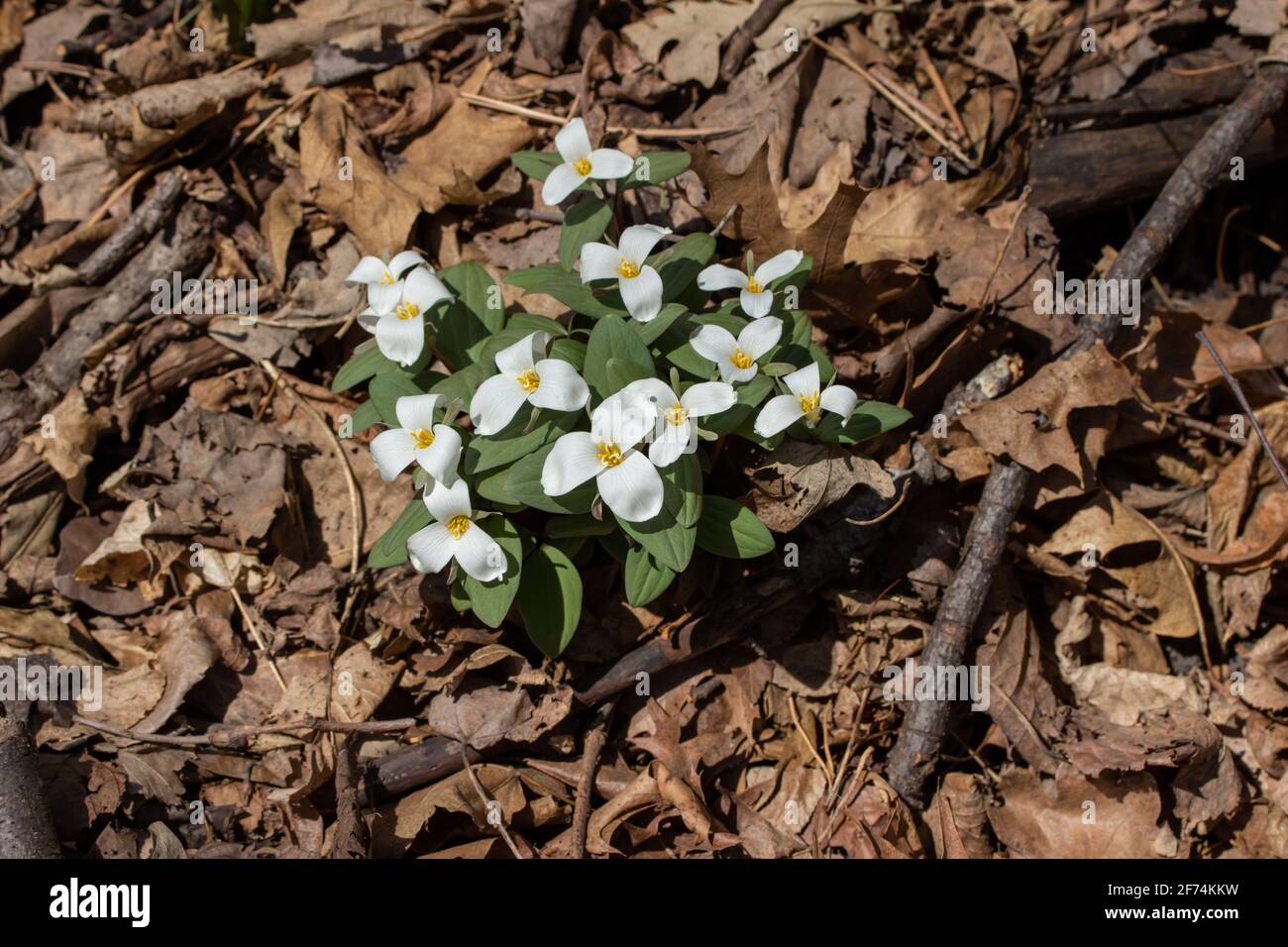 Nahaufnahme einer Gruppe von weißen, blühenden Schnee trillium (trillium nivale) Wildblumen, die im Frühjahr an einem Schluchtenhang blühen Stockfoto