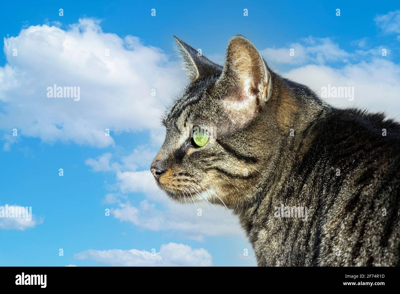 Kopfschuss der weiblichen Tabby-Katze mit grünen Augen Himmelshintergrund Stockfoto