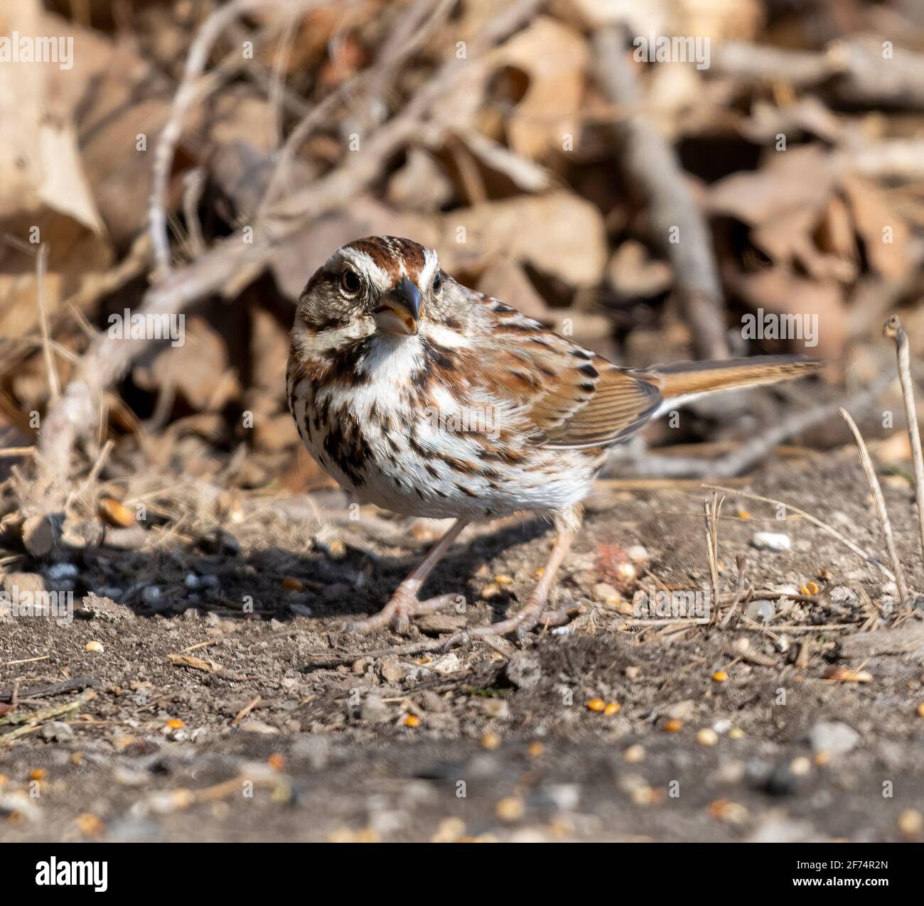 Song Sparrow ( Melospiza melodia ) getarnt auf dem Boden thront Stockfoto