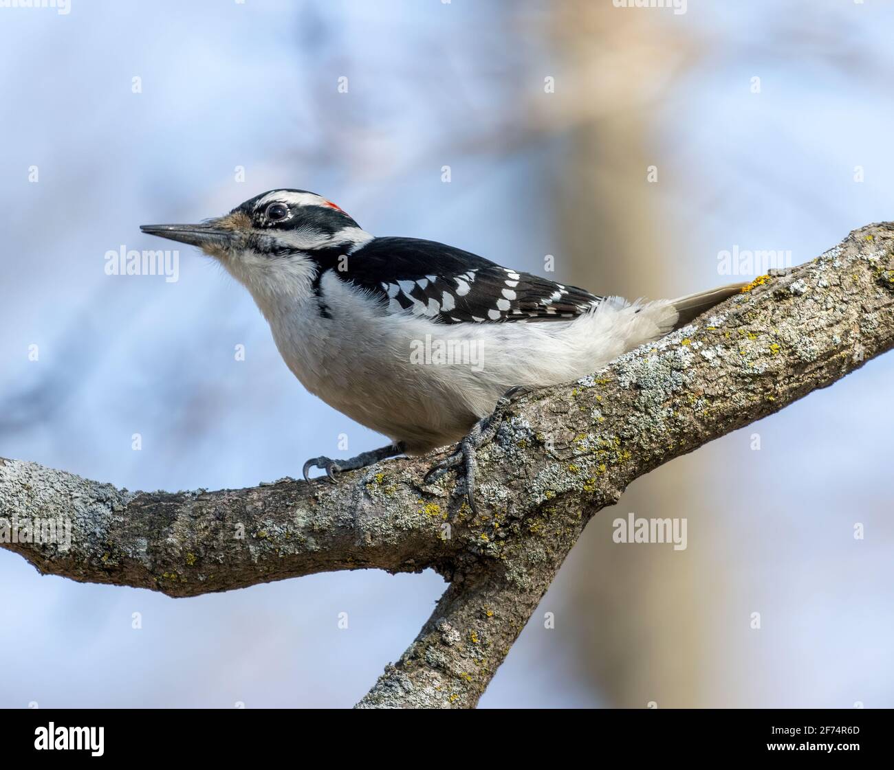 Männchen Downy Woodpecker Thront Auf Baumzweig Stockfoto