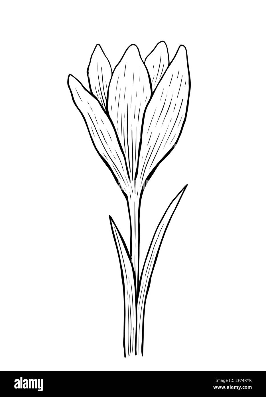 Doodle Krokus mit Stiel und Blättern. Eine Skizze der ersten Frühlingsblume. Vektor-handgezeichnete Illustration im Umrissstil. Stock Vektor