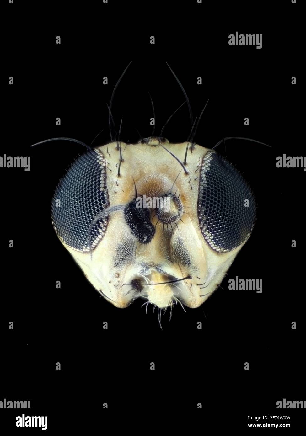 Winziger Blattminer-Fliegenkopf unter dem Mikroskop, vertikales Sichtfeld ist etwa 1,1mm Stockfoto