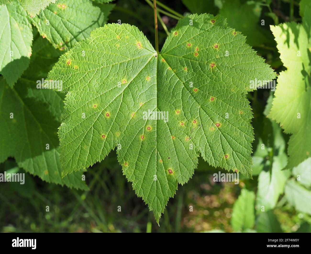 Rubus odoratus Blatt Stockfoto