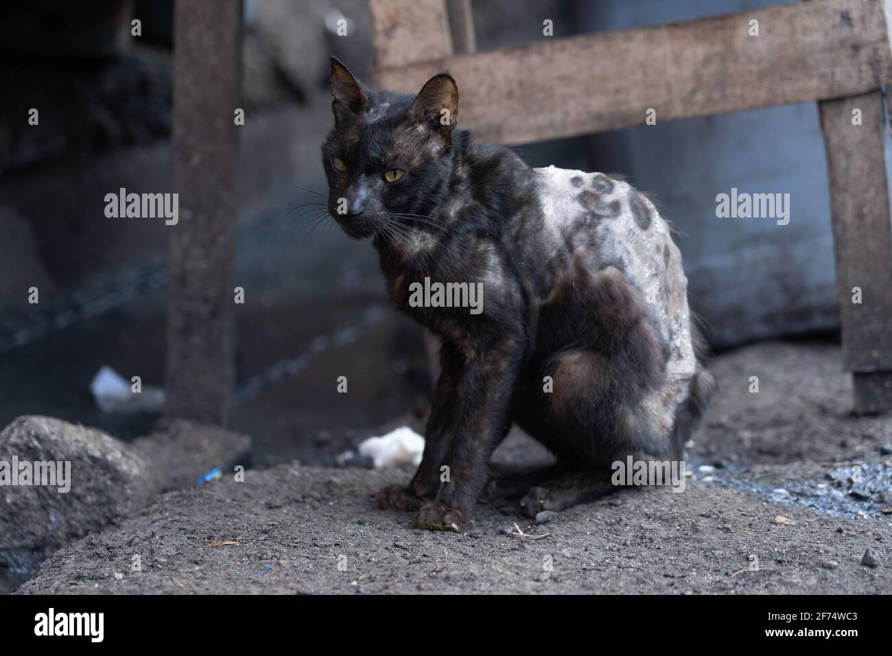 Eine Katze in Cebu City, Philippinen, mit einer schweren Hautinfektion, fast das gesamte Fell auf dem Rücken ist verschwunden Stockfoto