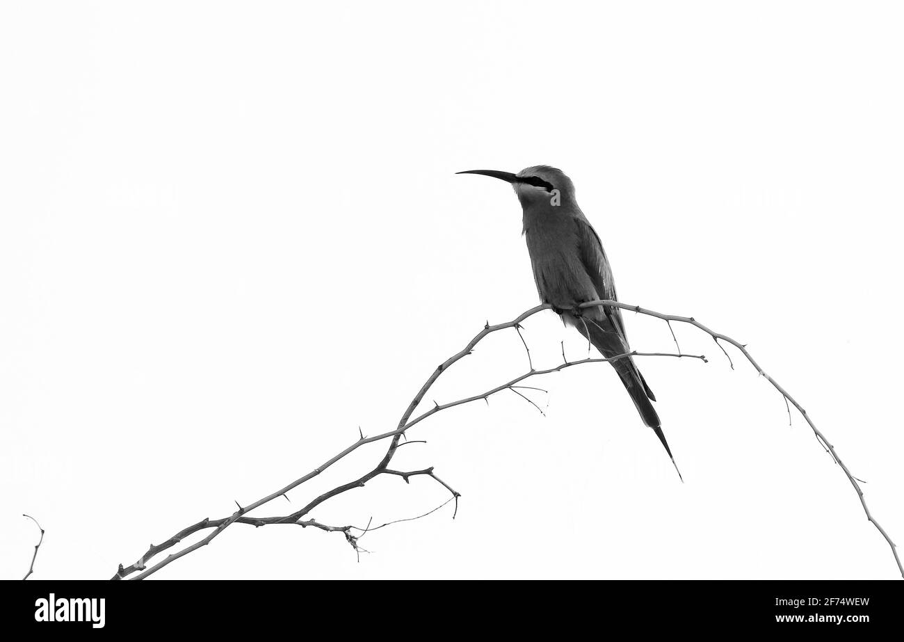 Birds of india Stockfoto