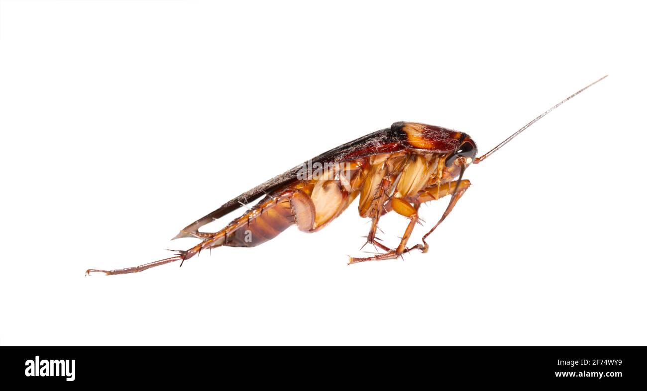 Eine krabbelnde braune Kakerlake isoliert auf weißem Hintergrund das Konzept der Sauberkeit und Prävention von Krankheiten. Stockfoto