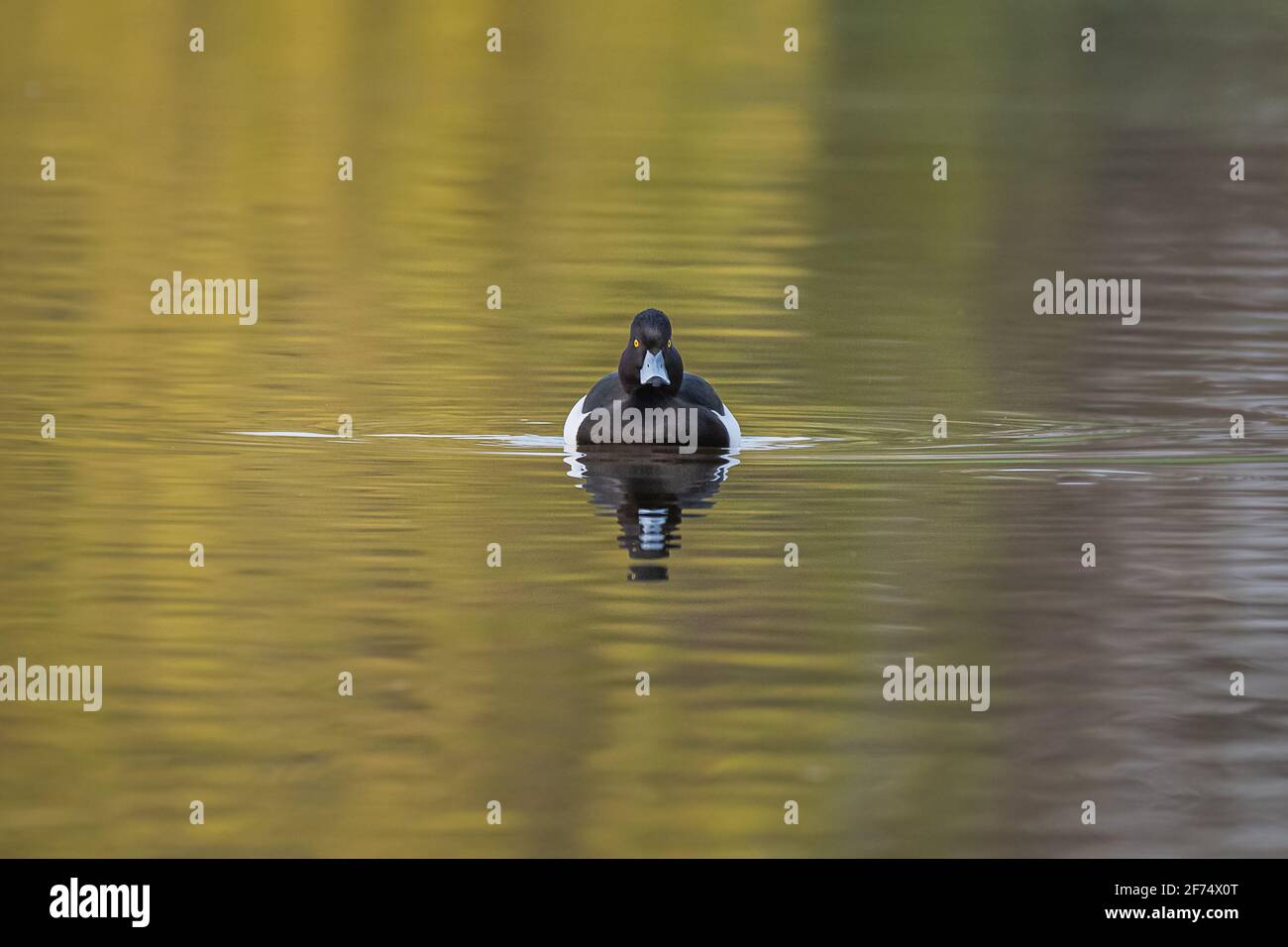 Ein minimalistisches Bild einer getufteten Ente, Aythya fuligula, während sie schwimmt und direkt zur Kamera blickt. Es spiegelt sich im stillen Wasser wider Stockfoto