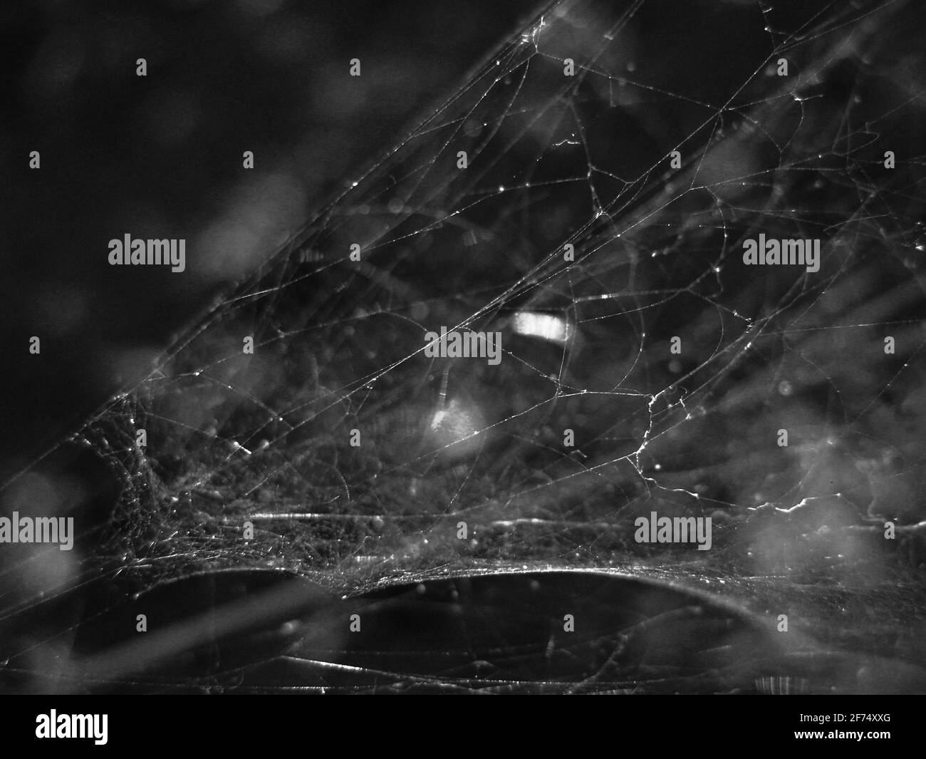 Weiße Spinnennetz-Fäden auf dunklem Hintergrund, stilvoller Schwarz-Weiß-Hintergrund Stockfoto