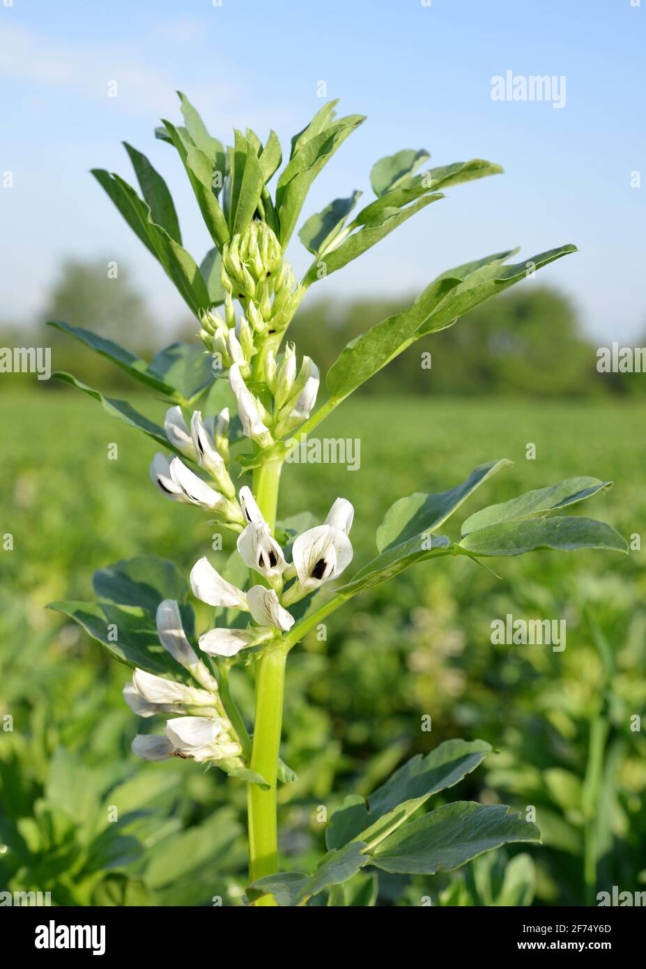 Blühende breite oder Fava Bohnen Pflanzen ( Vicia Faba ) auf dem Feld. Stockfoto