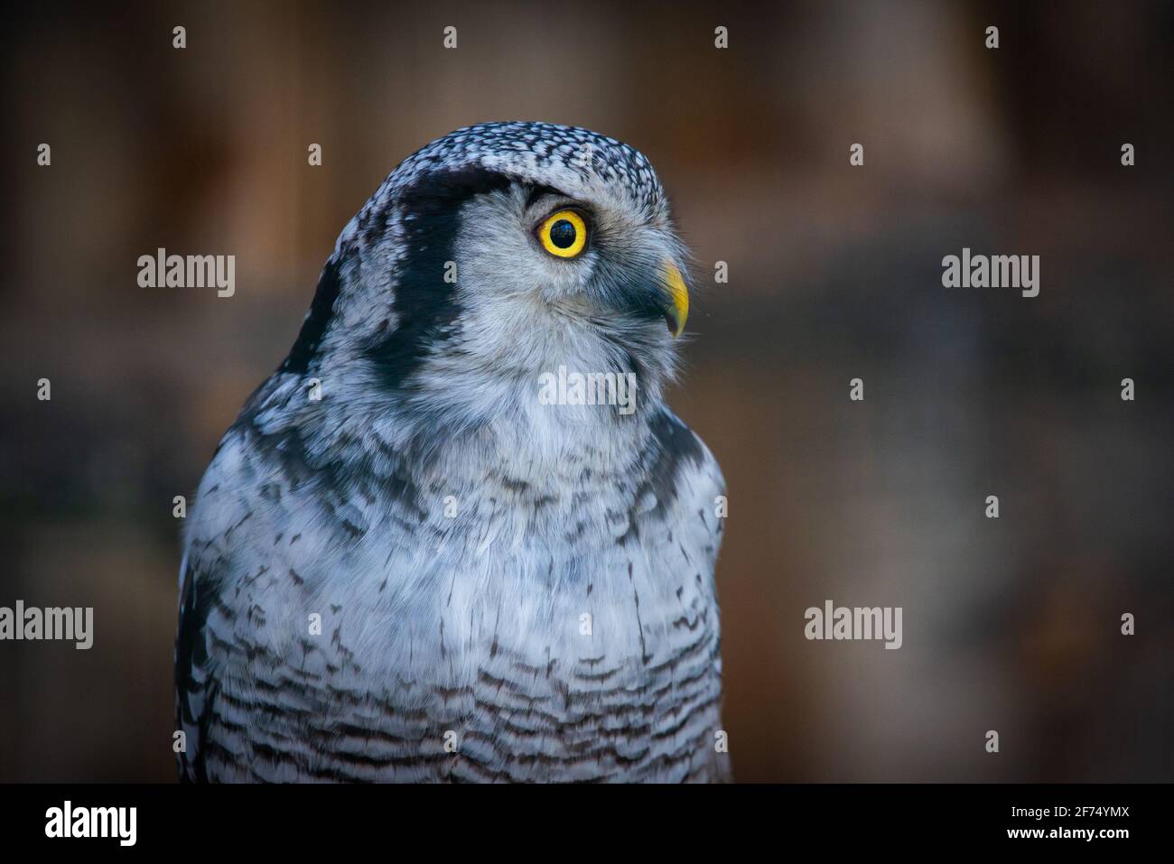 Porträt EINER Habichtskaue, deren lateinischer Name Surnia ulula ist. Stockfoto