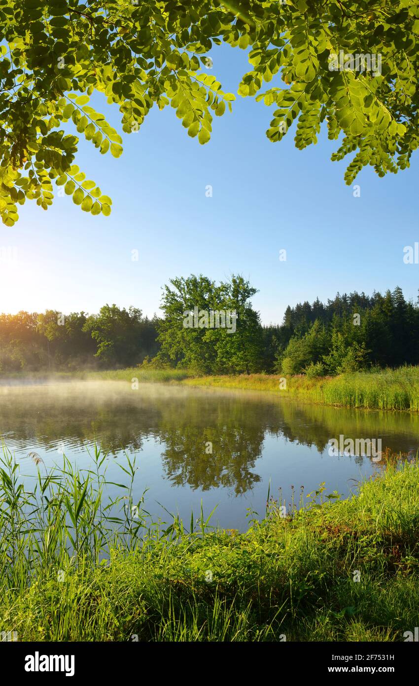 Morgen am Teich. Sommerlandschaft bei Sonnenaufgang. Stockfoto