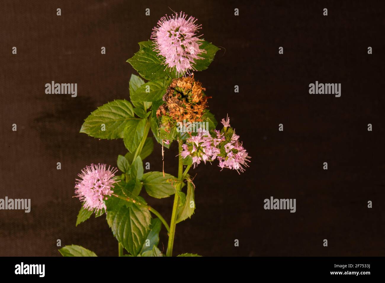 Mentha aquatica (Wasserminze) x Mentha spicata (Spearmint) „Schokoladenminze“ Zum Seed Stockfoto