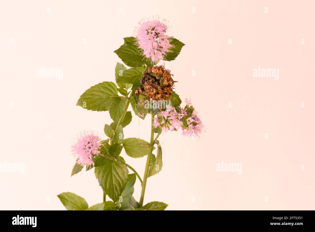 Mentha aquatica (Wasserminze) x Mentha spicata (Spearmint) „Schokoladenminze“ Zum Seed Stockfoto