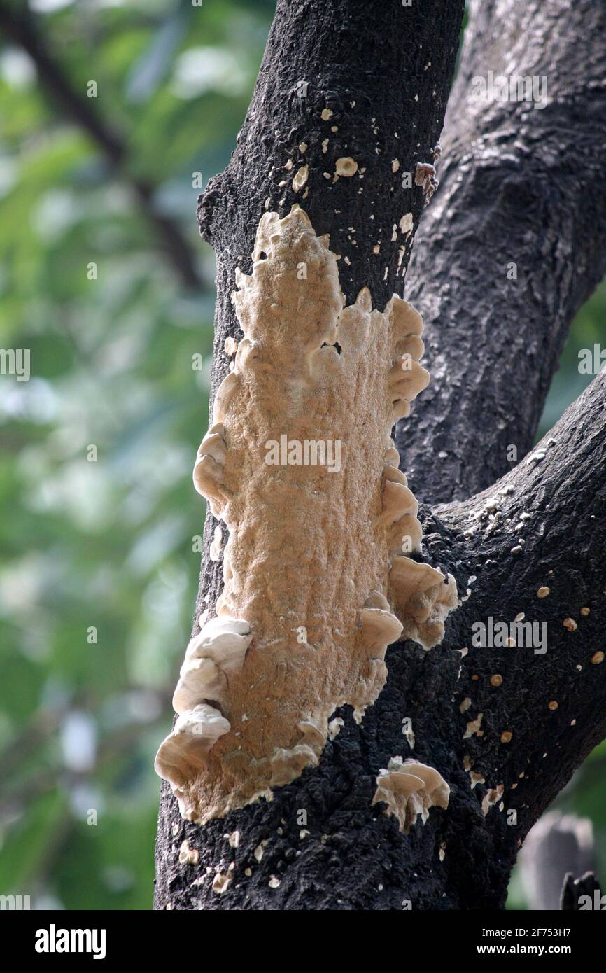 Holunder-Weißwein (Hyphodontia sambuci) Pilz auf toter Rinde eines Mangobaums Stockfoto