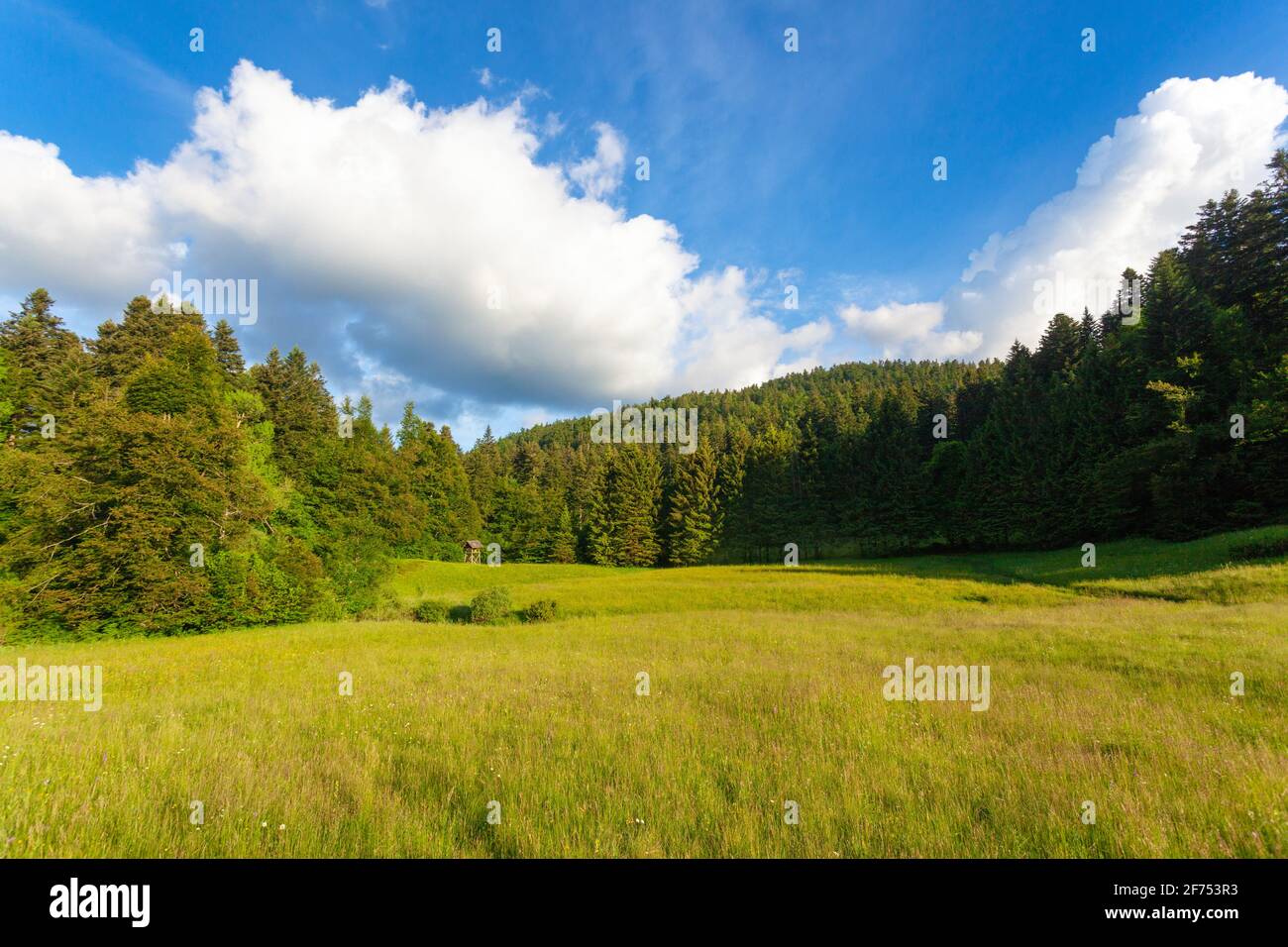 Die vom Wald umsäumte Wiese im Nationalpark Risnjak, Kroatien Stockfoto