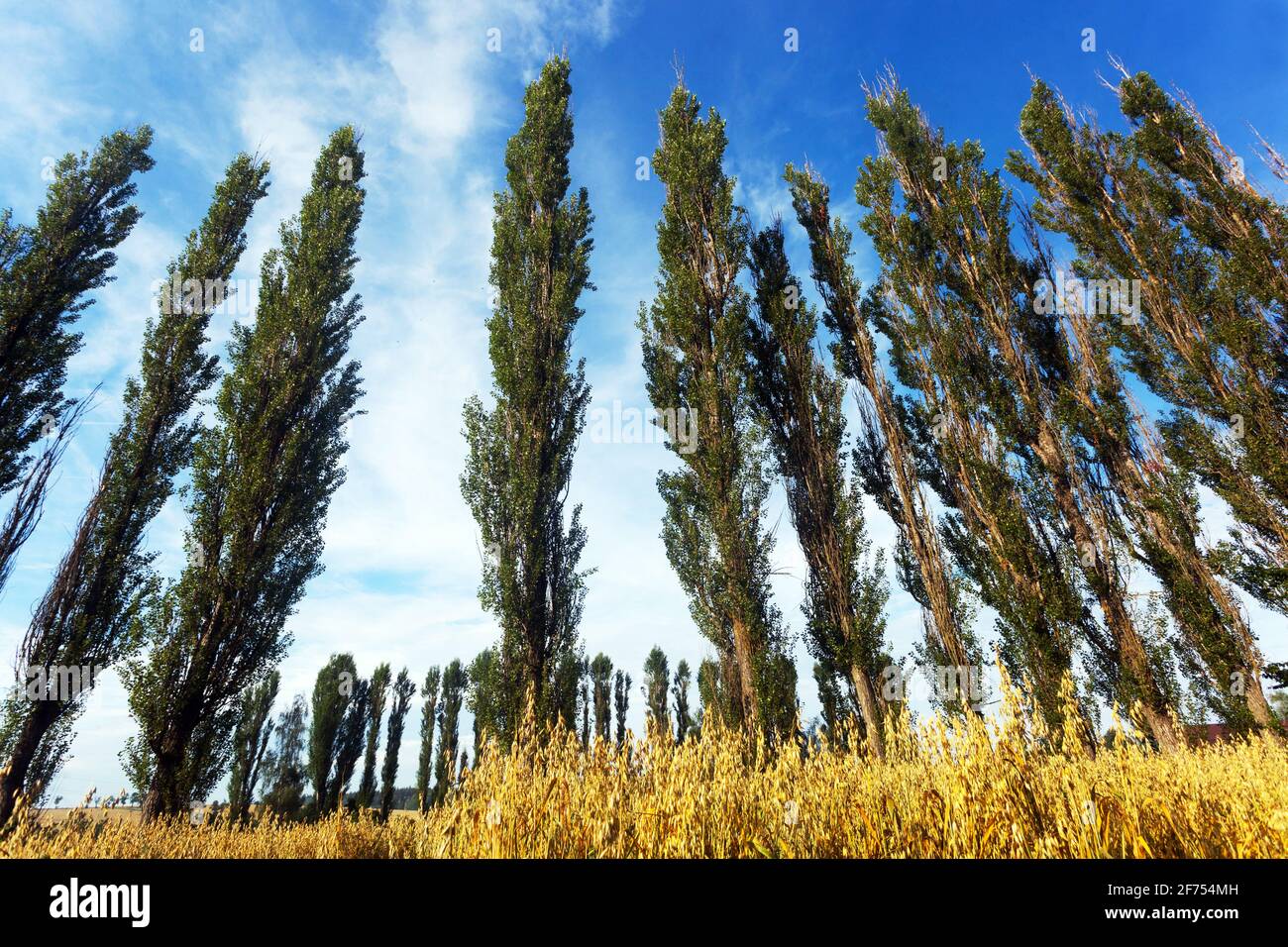 Schwarzer Pappelbaum Populus nigra Italica in Reihe, Feldwindbreak Stockfoto