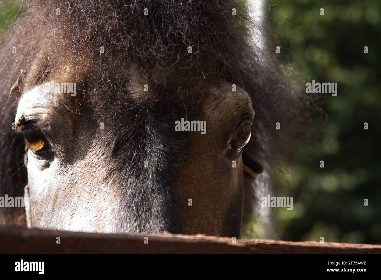 Porträt eines braunen Ponys, im Freien, Augen aus der Nähe, Sommer. Stockfoto