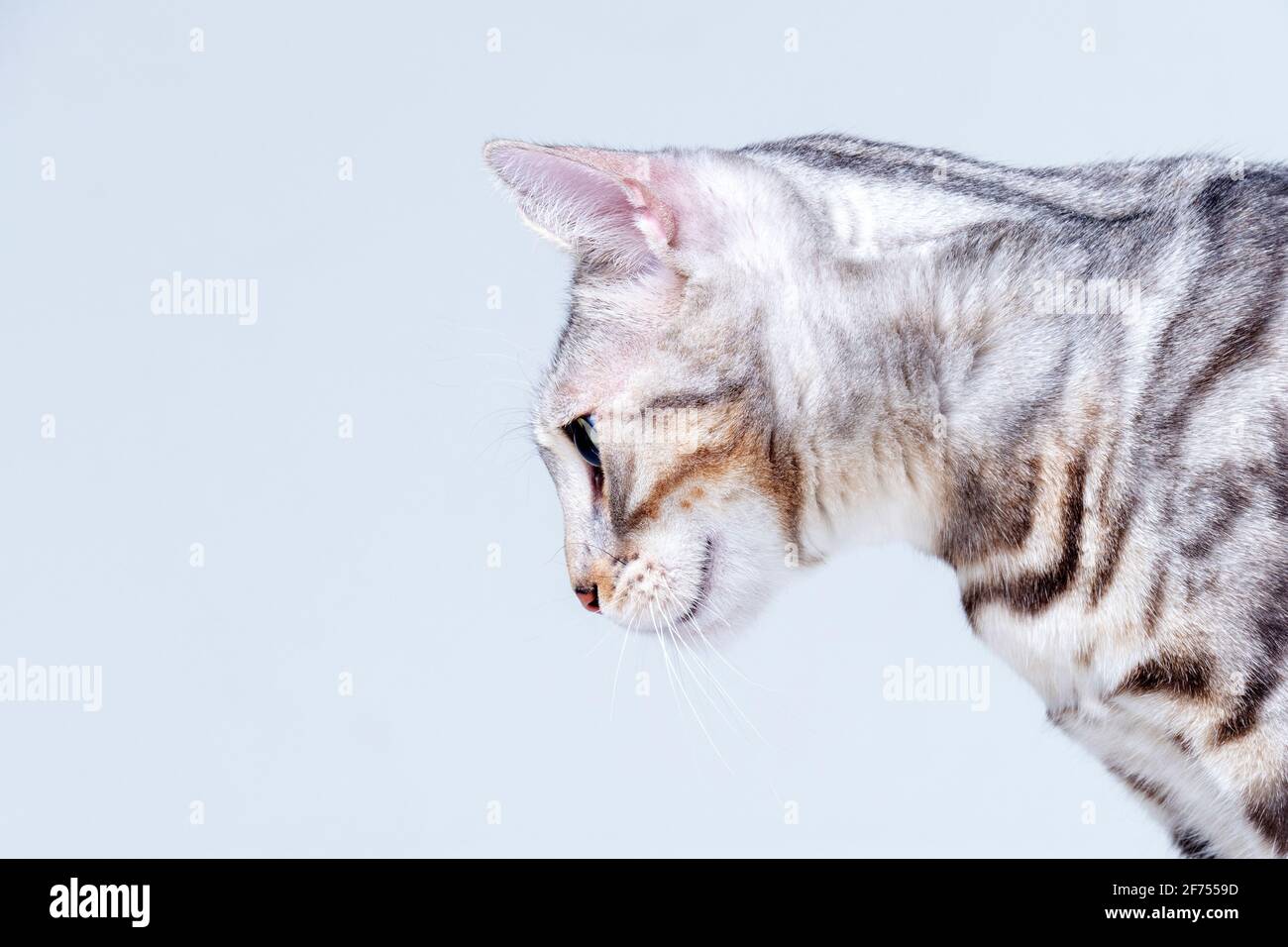 Silver Bengal Cat im Studio Stockfoto